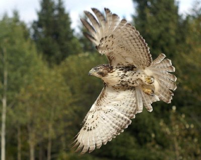 90. Red-tailed Hawk juvenile.jpg