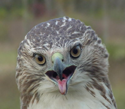 92. Red-tailed Hawk juvenile.jpg