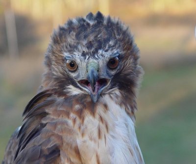 93. Red-tailed Hawk adult.jpg
