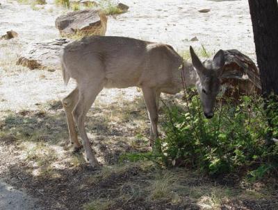 White-tailed Deer