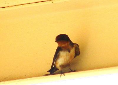 Barn Swallow