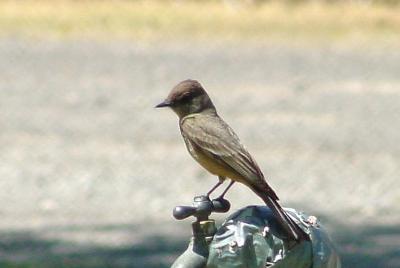 Say's Phoebe