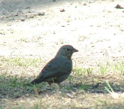 Canyon Towhee
