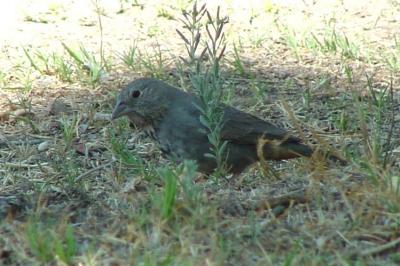 Canyon Towhee
