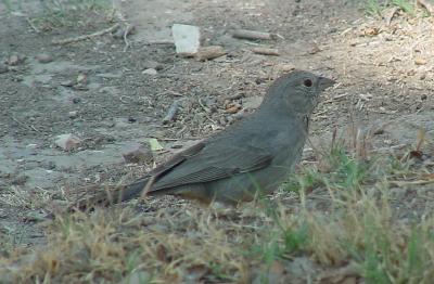 Canyon Towhee