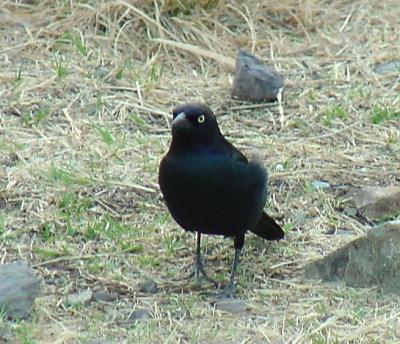Brewer's Blackbird