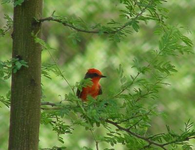 Vermillion Flycatcher