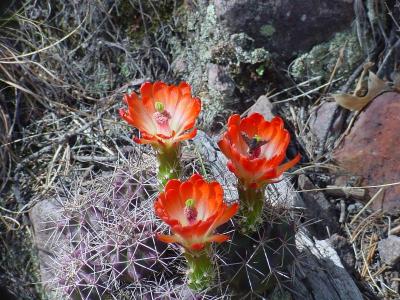 Cactus flower