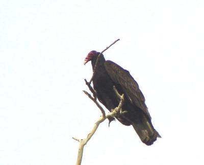 Turkey Vulture