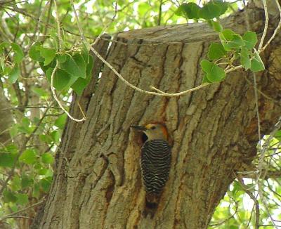 Golden-fronted Woodpecker