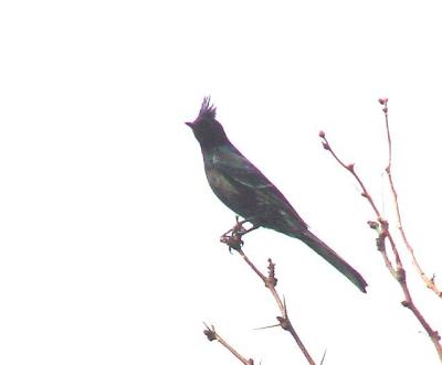 Phainopepla