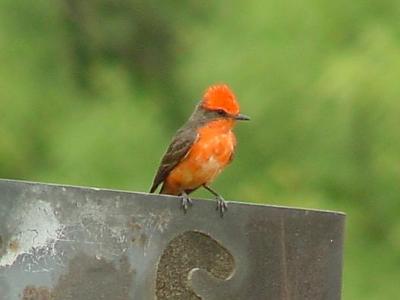 Vermilion Flycatcher