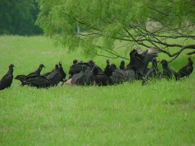 Black Vultures