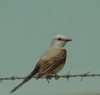 Scissor-tailed Flycatcher