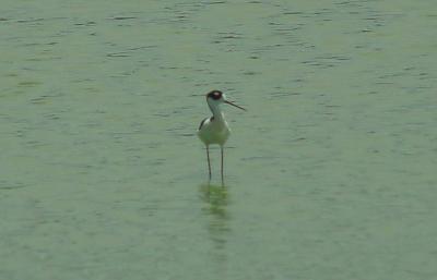 Black-necked Stilt