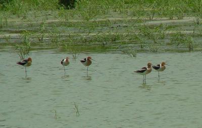 Avocets