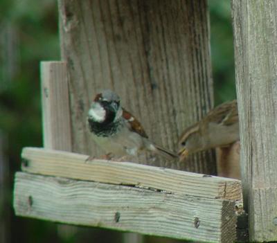 House Sparrows
