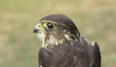 Merlin juvenile male