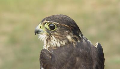 Merlin juvenile male