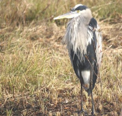 Great Blue Heron