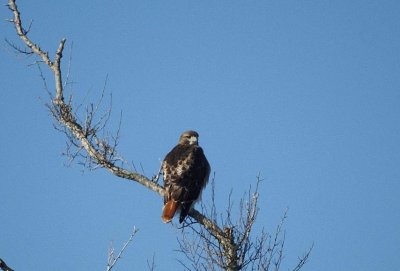 Red-tailed Hawk