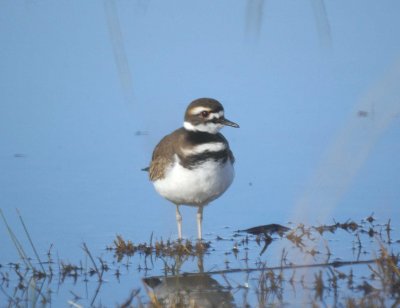 Killdeer