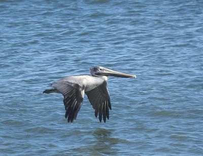 Brown Pelican