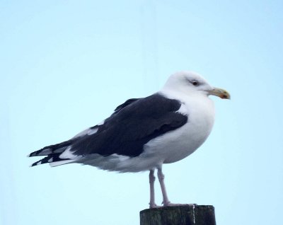 Great Black-backed Gull
