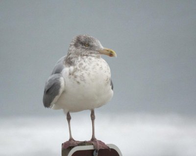 Herring Gull
