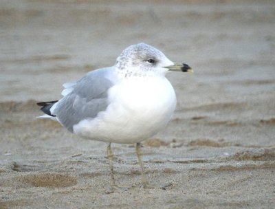 Ring-necked Gull