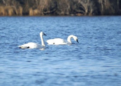 Tundra Swan