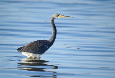 Tricolored Heron