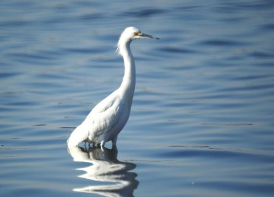 Snowy Egret