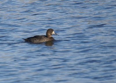 Lesser Scaup
