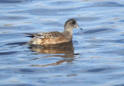American Wigeon