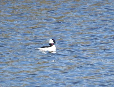 Bufflehead