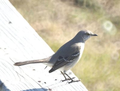 Northern Mockingbird