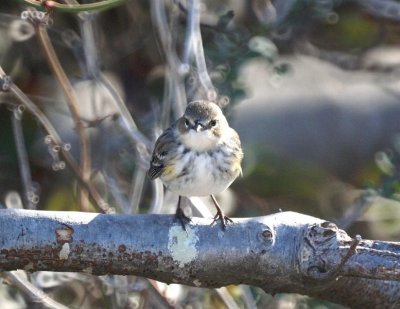 Yellow-rumped Warbler