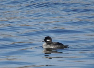Bufflehead