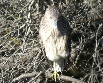 Black-crowned Night Heron
