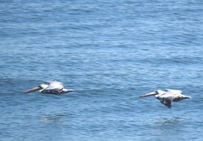 Brown Pelican