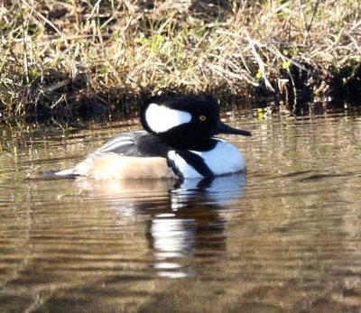 Hooded Merganser