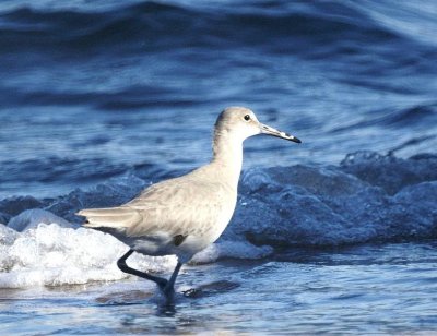 Willet