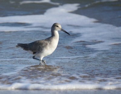 Willet