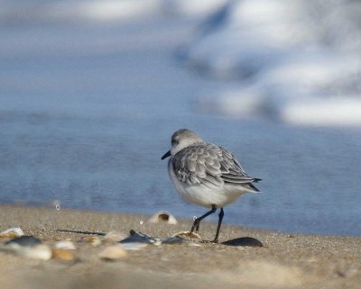Sanderling