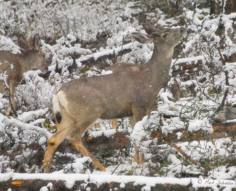 Lunch in the Snow