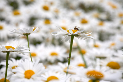 More Daisies
