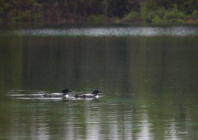 Loons in the Rain
