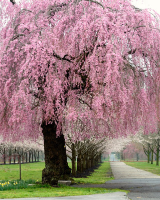 Cherry Blossoms 2011