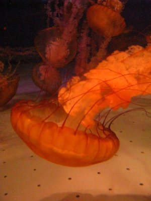 See Jellies